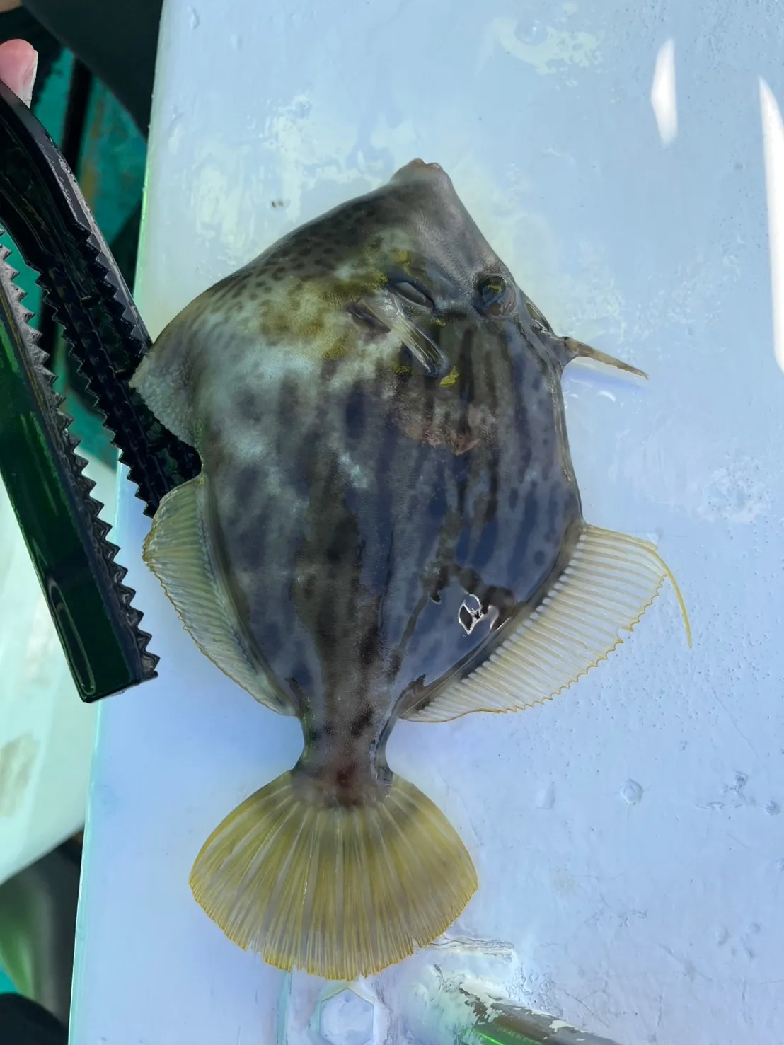 海太郎の乗船写真 1枚目