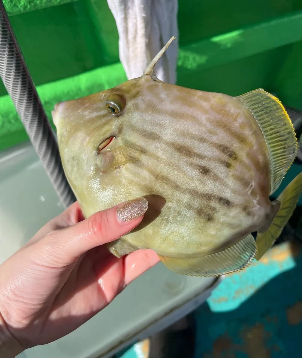 すえ じ 丸 釣果