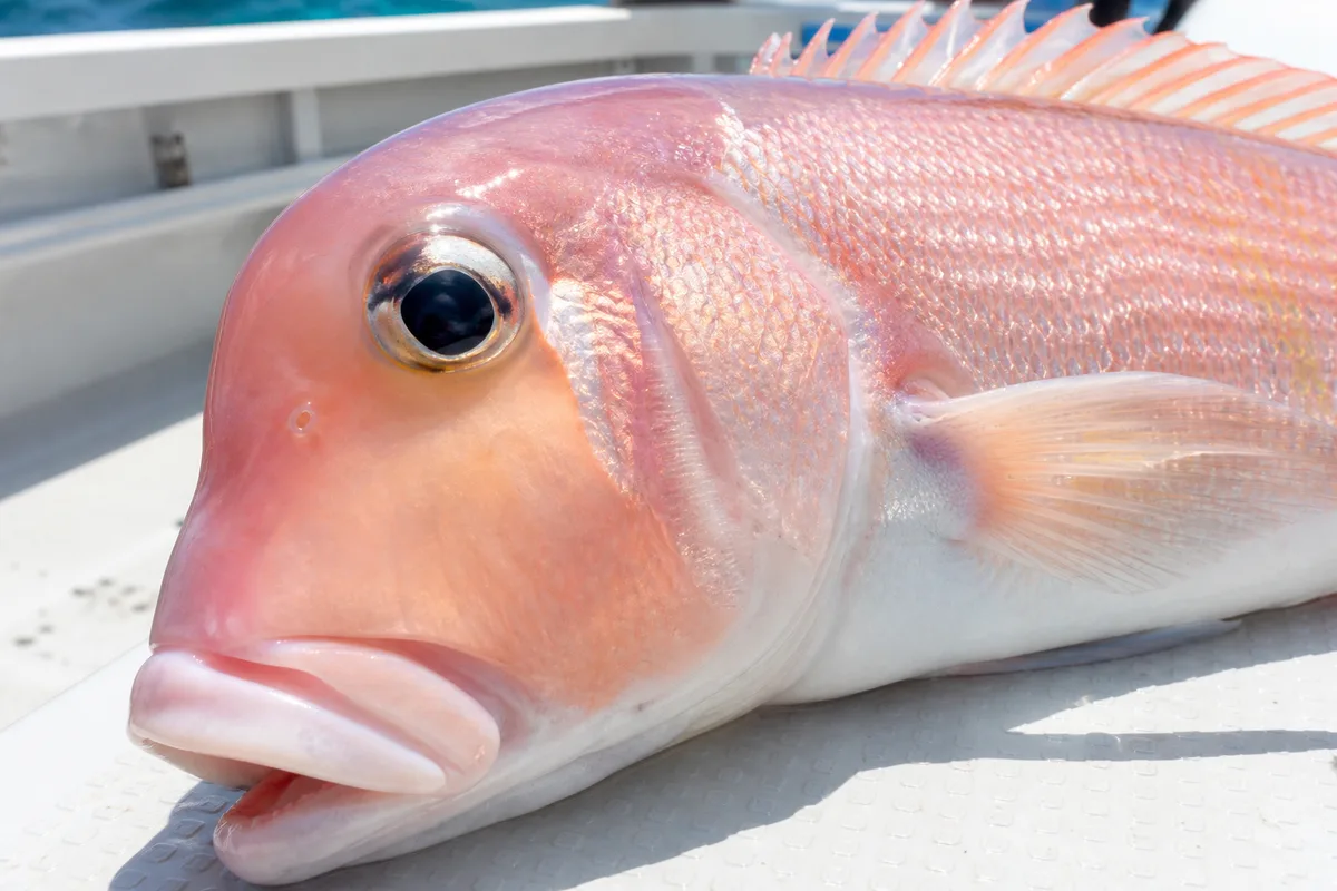 水揚げされたアマダイの接写。淡いピンク色の体色と上品な魚体が特徴的な、船上で撮影された写真