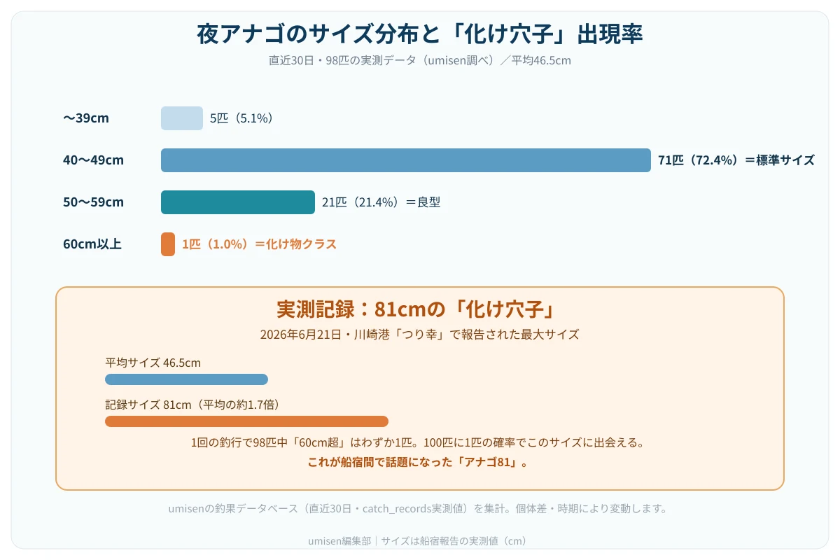 夜アナゴのサイズ分布と化け物クラスの出現率を示すグラフ。40〜49cmが72.4%で標準サイズ、50〜59cmが21.4%、60cm以上が1.0%で化け物クラスと表示されたグラフ