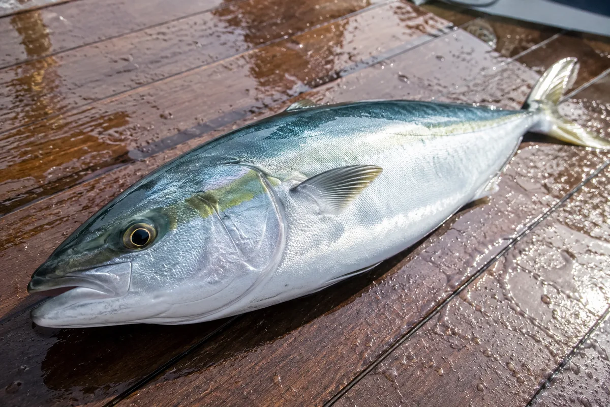 釣り上げた青物のアップ