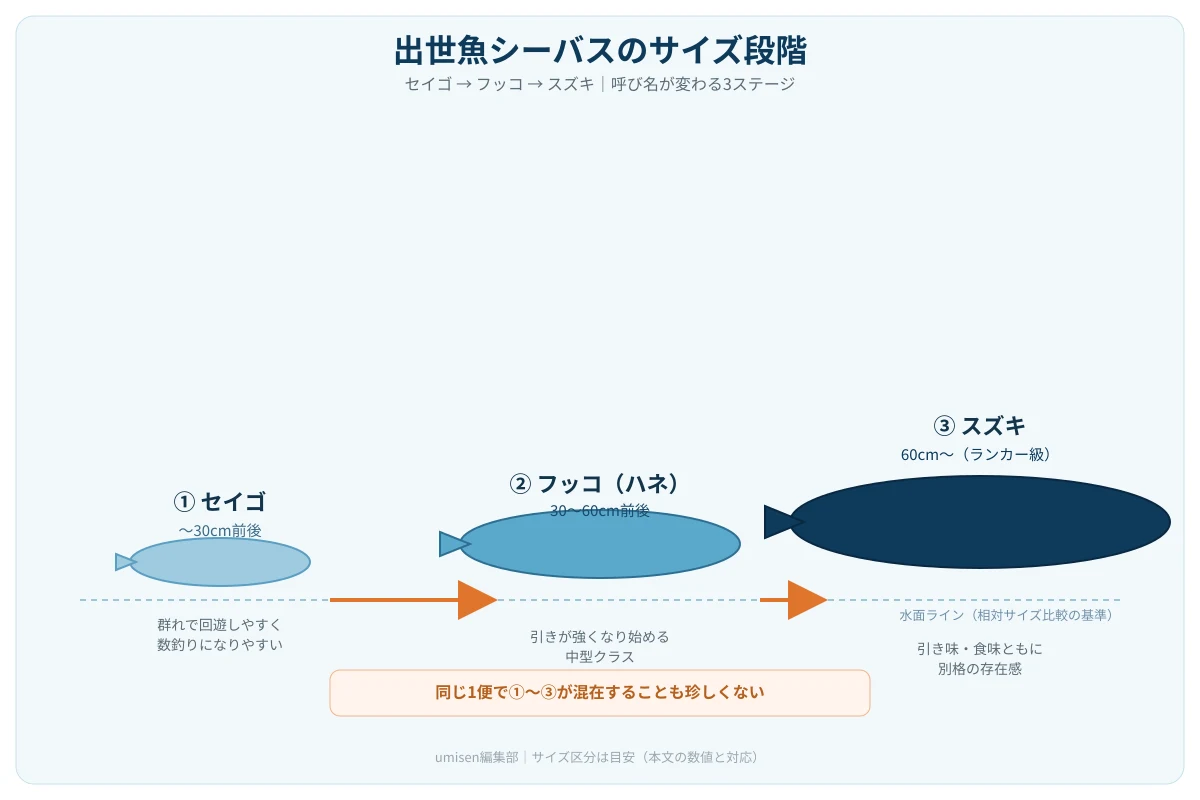 出世魚シーバスの成長段階を示す比較図。セイゴ・フッコ・スズキの3段階をシルエットとサイズ目安で並べた解説イラスト