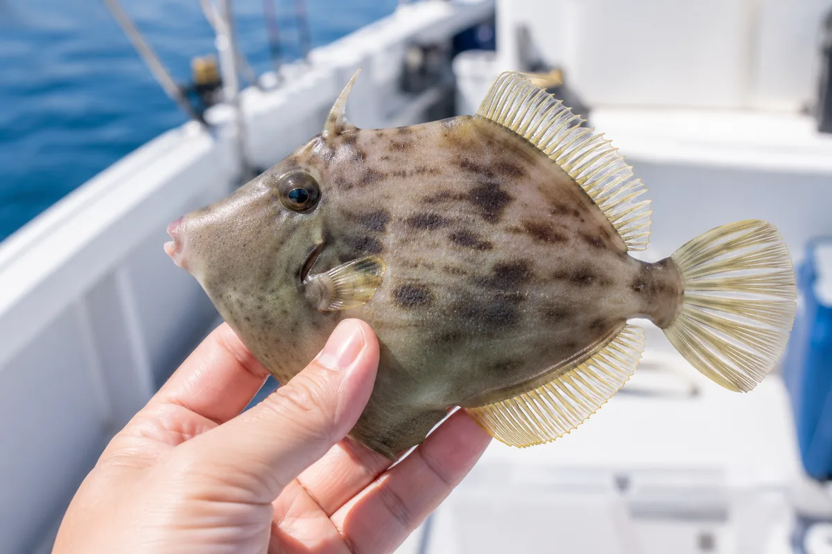釣れたばかりのカワハギを持つ手元。ひし形の体とおちょぼ口がよくわかる