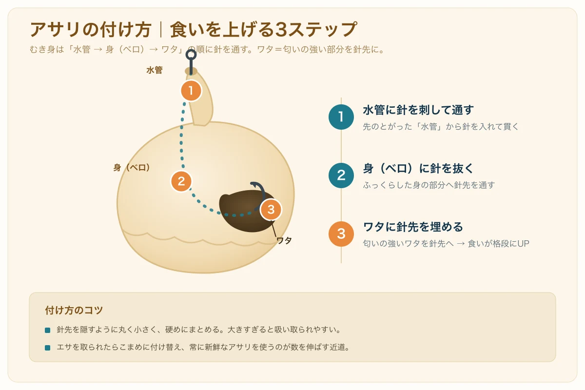 アサリのむき身に針を通す順序を示した断面図。水管から刺して身（ベロ）に抜き、匂いの強いワタに針先を埋める3ステップ