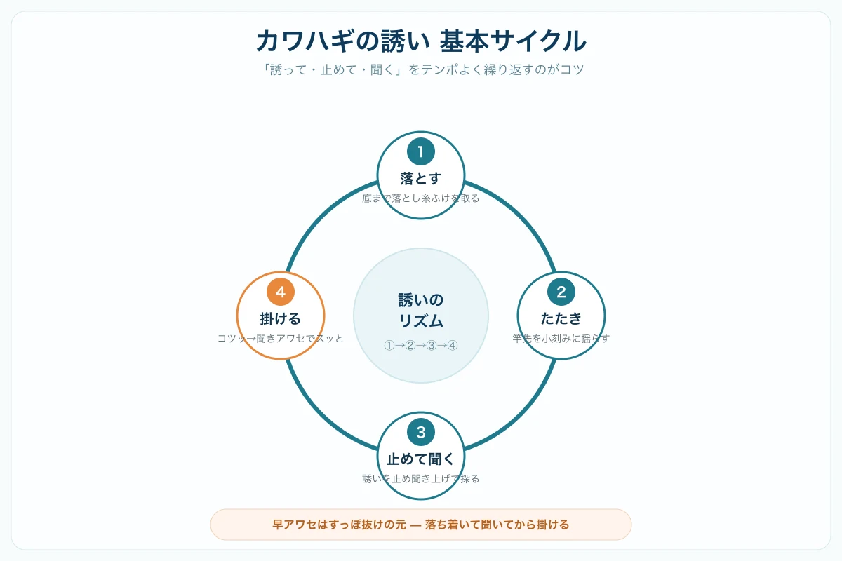 カワハギの誘いの基本サイクルを示した円形の図。落とす、たたき、止めて聞く、掛けるの4ステップをテンポよく繰り返す