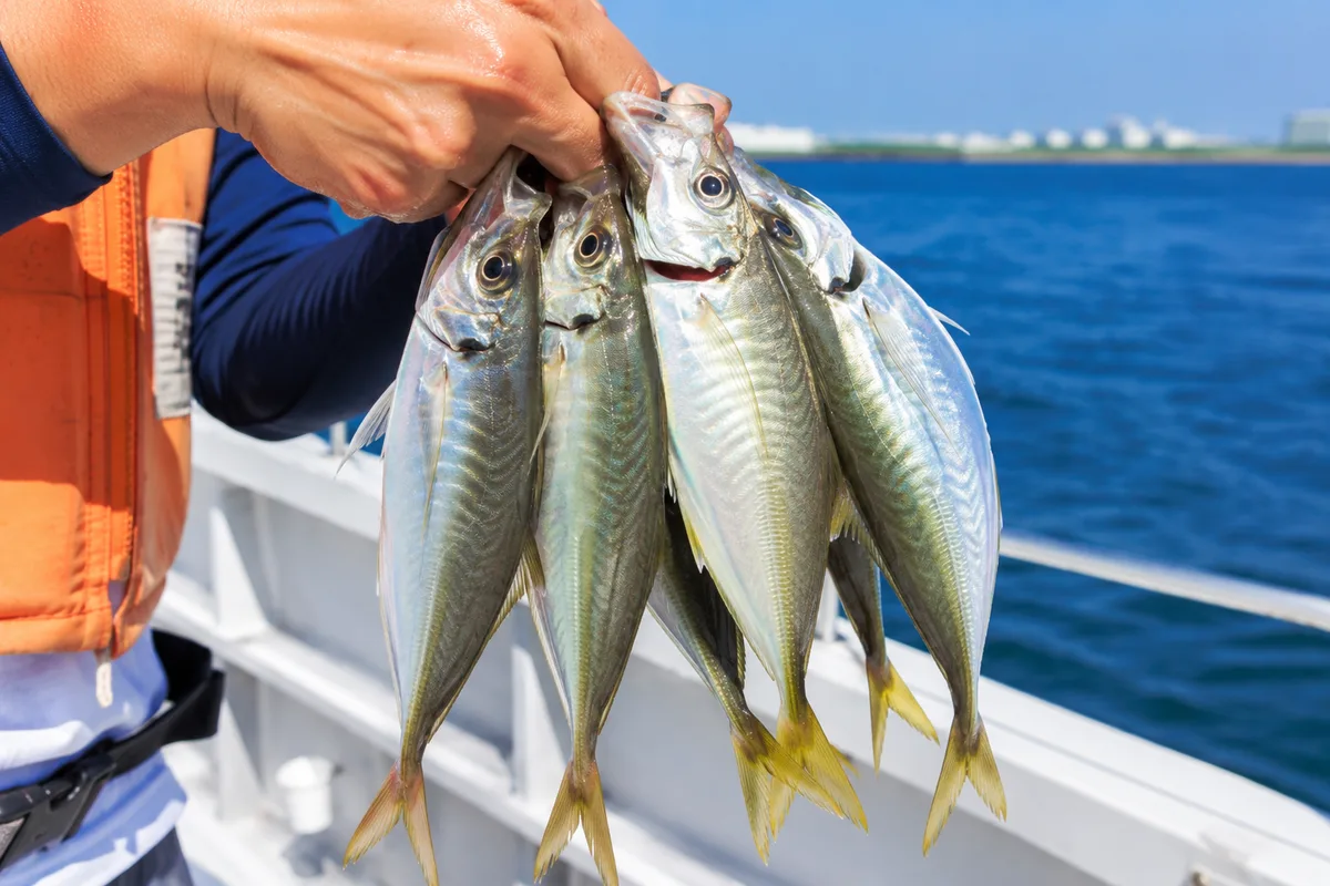 LTアジ船から釣り上げた20〜25cmのマアジを数尾まとめて手で持つ。黄金色の腹と青みがかった背中が輝く、初夏の朝の光
