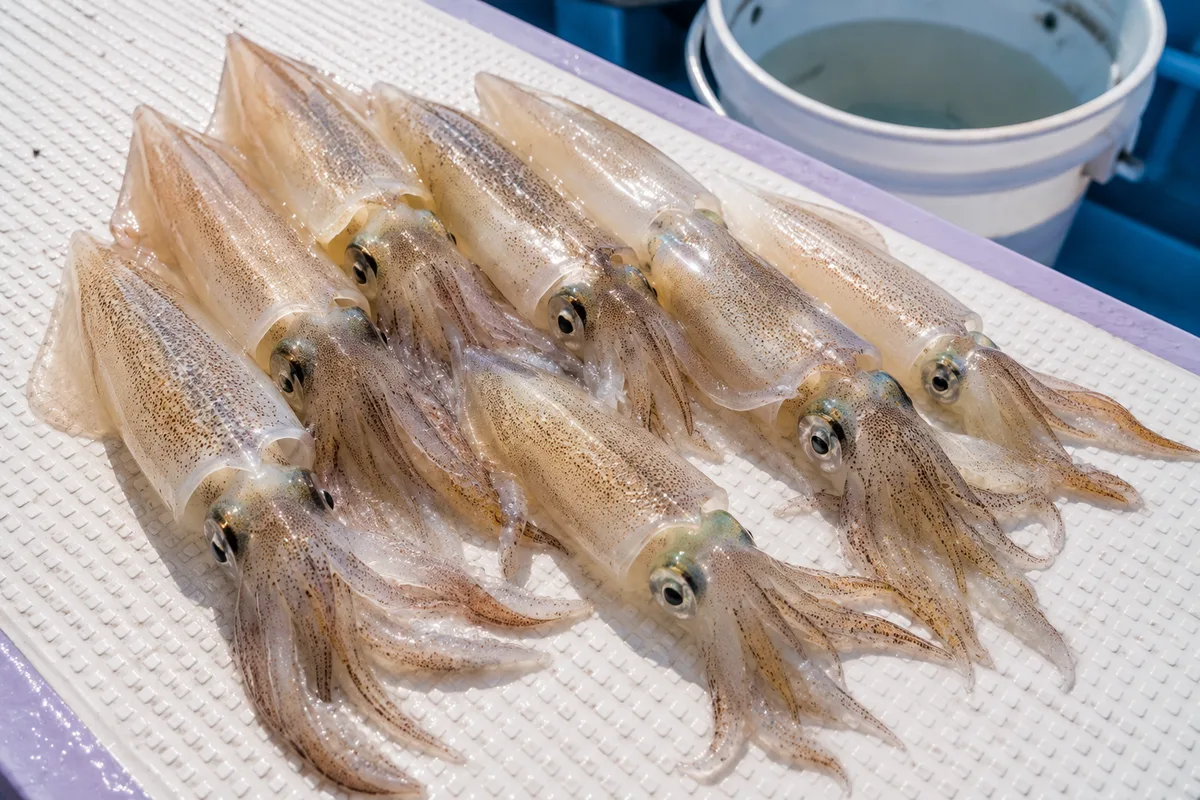 デッキに並ぶ透明感のあるマルイカの釣果。丸みのある胴と繊細な体色が美しい