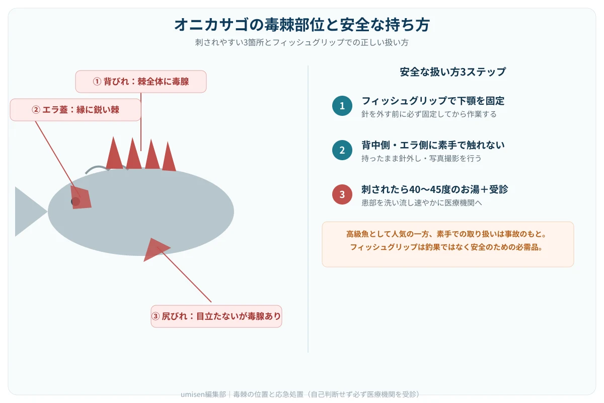 オニカサゴの体の危険な毒棘部位（背びれ・エラ蓋・尻びれ）を図示し、フィッシュグリップで下顎を安全につかむ正しい持ち方の手順を示す解説イラスト