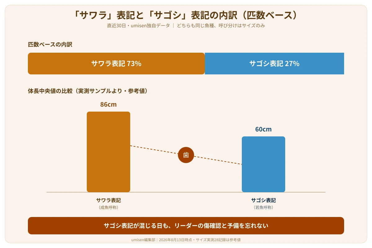 サワラとサゴシの釣果内訳と体長中央値を比較し、小型表記でも歯対策が必要だと示す図