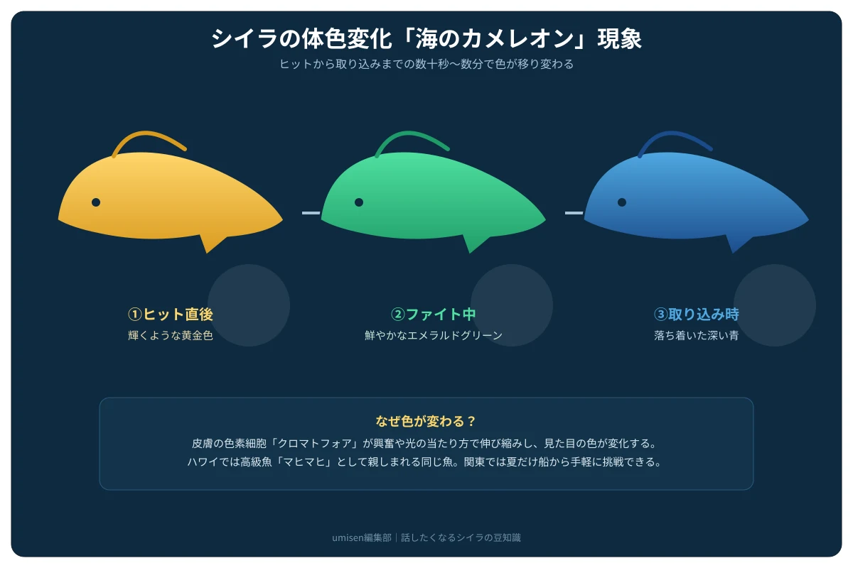 水中でルアーにヒットしたシイラが、黄金色からエメラルドグリーン、深い青へと体色を変化させていく3段階の連続イラスト。それぞれの段階に色見本と説明ラベルが付いた図解
