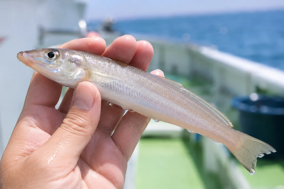 釣れたばかりの銀色のシロギスを持つ手元