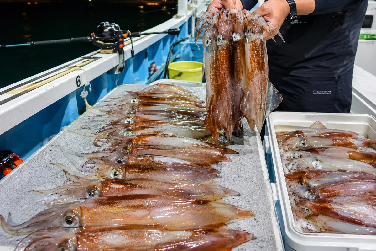 夏の夜に揚がったスルメイカの大量釣果。デッキに並ぶ輝くイカ