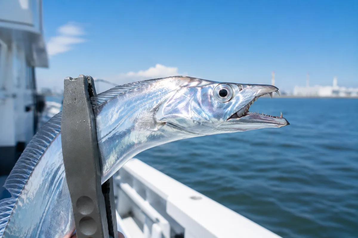 魚ばさみで掴んだ釣れたてのタチウオの頭部。カミソリのように鋭い牙と銀色の長い魚体がよくわかる