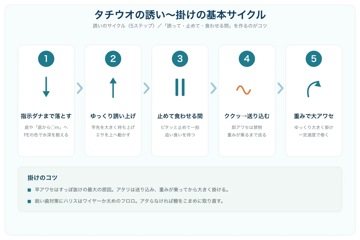 タチウオの誘いから掛けまでの基本サイクル図。①指示ダナまで落とす②ゆっくり誘い上げ③止めて食わせる間④ククッと来たら送り込む⑤重みが乗ったら大アワセ、の5ステップを矢印で示した解説イラスト